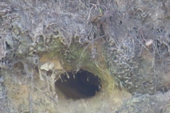 Psalidoprocne pristoptera