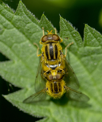 Parhelophilus