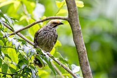 Pycnonotus zeylanicus