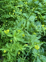 Lysimachia hybrida