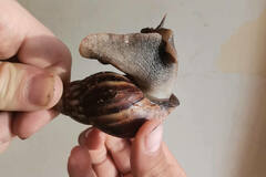 Lissachatina fulica