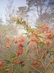 Terminalia paniculata