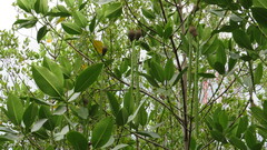 Rhizophora mucronata