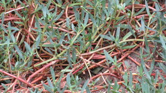 Sesuvium portulacastrum