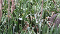Sansevieria trifasciata