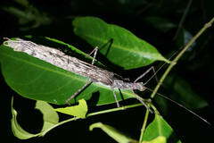Trachythorax