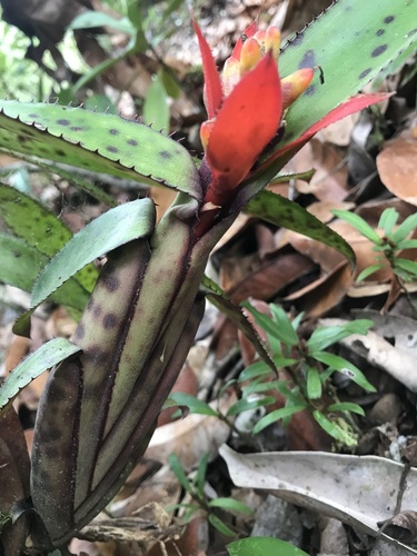 Aechmea brevicollis