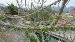 Ficus hispida