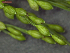 Urochloa ramosa