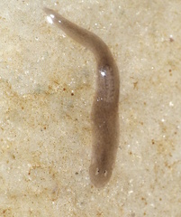 Dugesiidae