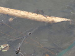 Castorimorpha