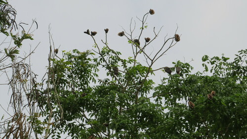 Image of Afzelia xylocarpa by no rights reserved