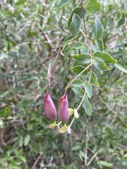 Dolichandra cynanchoides