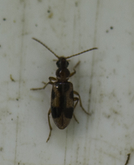 Notoxus monoceros