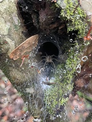 Aglaoctenus lagotis