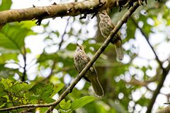 Pycnonotus zeylanicus