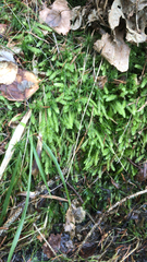 Plagiothecium undulatum