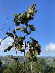 Coccoloba pubescens