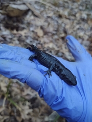 Ambystoma jeffersonianum