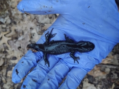 Ambystoma jeffersonianum