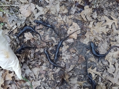 Ambystoma jeffersonianum