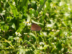Euploea sylvester swinhoei