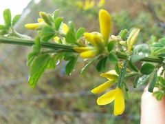 Genista monspessulana