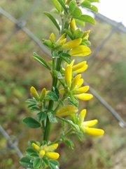 Genista monspessulana