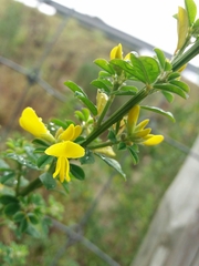 Genista monspessulana