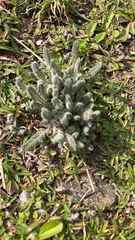 Plantago patagonica