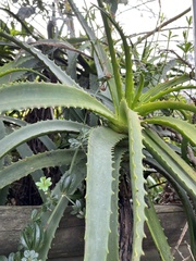 Aloe arborescens
