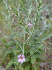 Agalinis communis