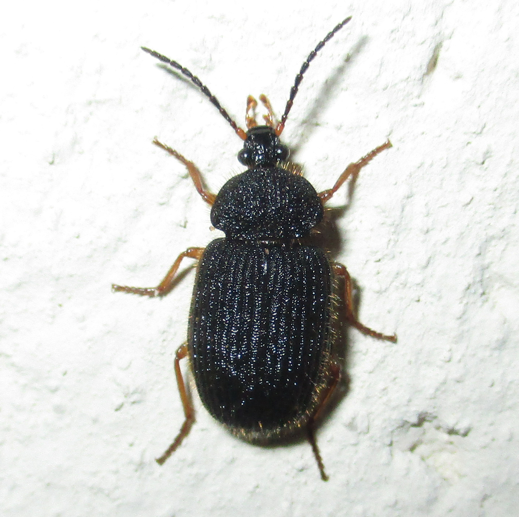 Trichisia