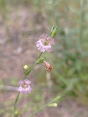 Agalinis communis
