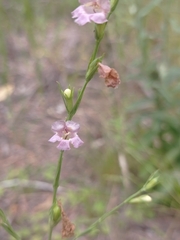Agalinis communis