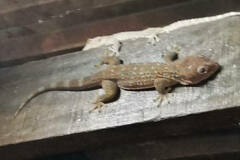Gekko gecko