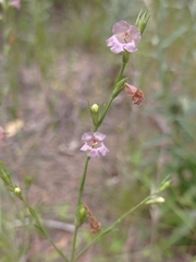 Agalinis communis