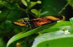 Pseudacraea boisduvalii