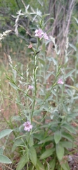 Agalinis communis