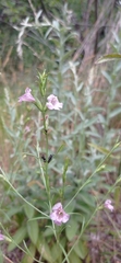 Agalinis communis