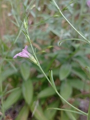 Agalinis communis