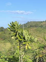Barringtonia asiatica