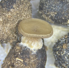 Peziza fimeti
