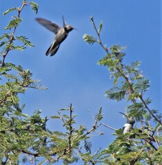 Oreotrochilus leucopleurus