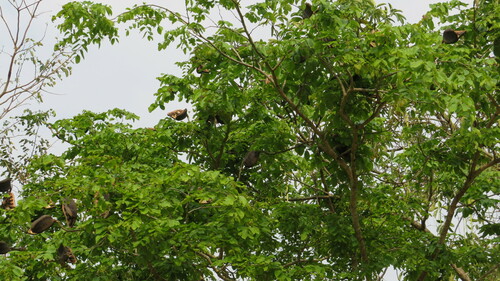 Image of Afzelia xylocarpa by no rights reserved