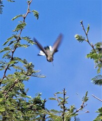 Oreotrochilus leucopleurus