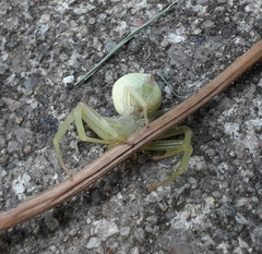 Misumenops