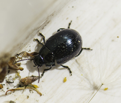 Chrysolina oricalcia