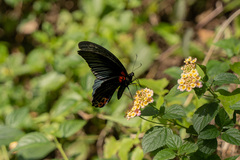 Papilio memnon heronus