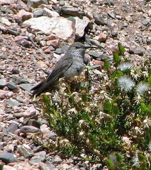 Oreotrochilus leucopleurus